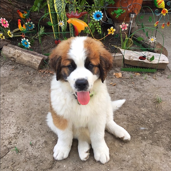 Meet your Posher, Daisy - Picture 3 of 3