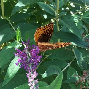 Meet your Posher, Elizabeth