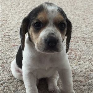 Meet your Posher, Cheyenne