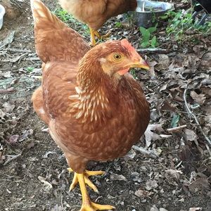 Meet your Posher, Karen