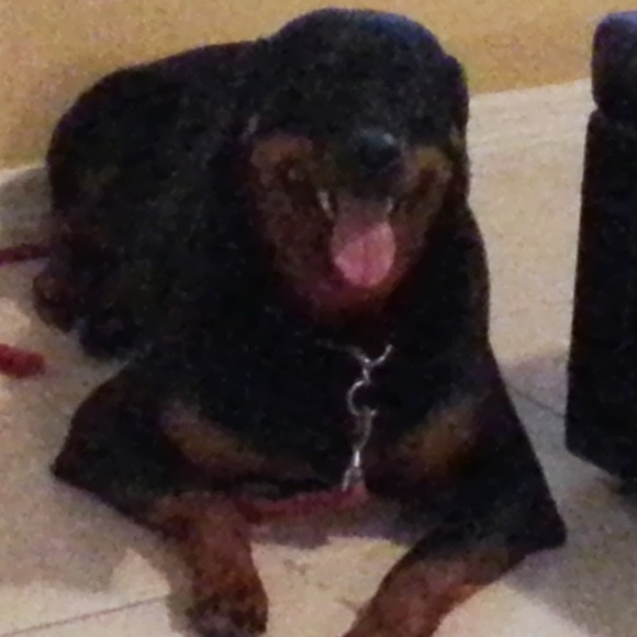 Meet your Posher, Giovanna - Picture 1 of 1