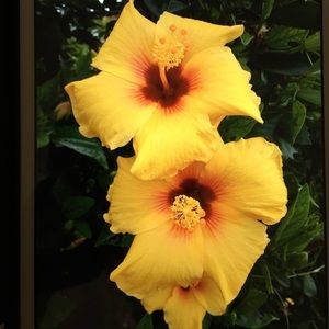 Meet your Posher, Georgean