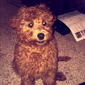 Meet your Posher, Alix