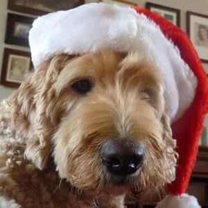 Meet your Posher, Ellen