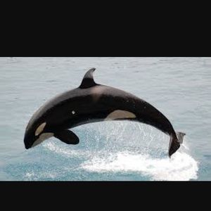 Meet your Posher, Dena