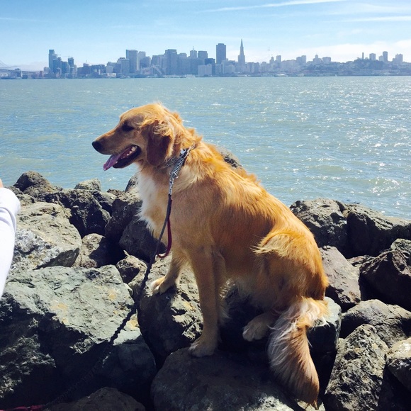 Meet your Posher, Mimi - Picture 4 of 4