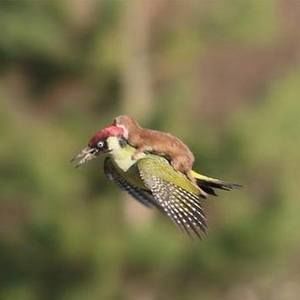 Meet your Posher, Paul