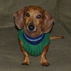 Meet your Posher, Ginger