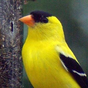 Meet your Posher, Patti