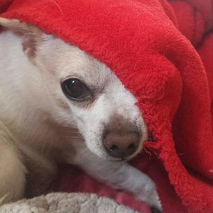 Meet your Posher, Cheri