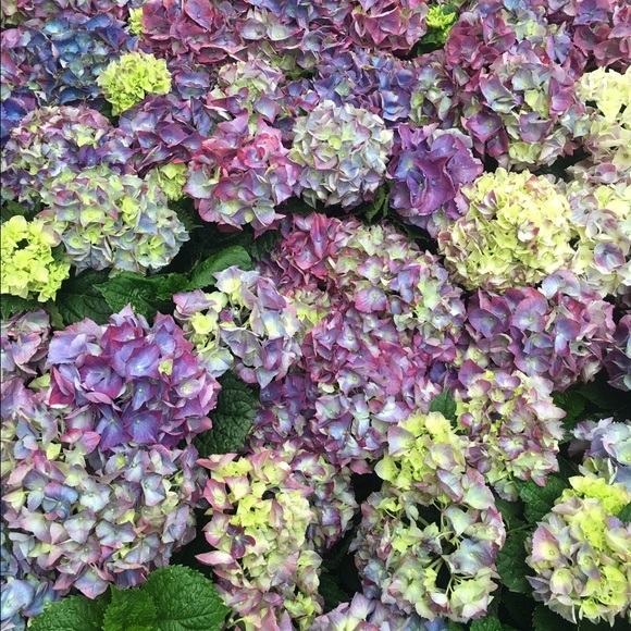 Meet your Posher, Anita - Picture 1 of 1