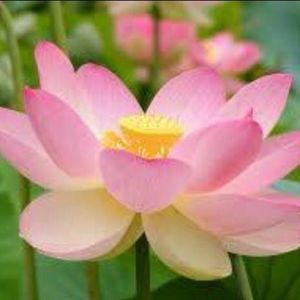 Meet your Posher, Mk