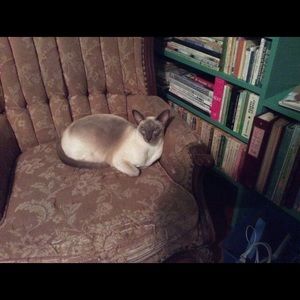 Meet your Posher, Tess