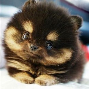 Meet your Posher, Carly