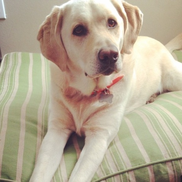Meet your Posher, Reilly - Picture 1 of 1