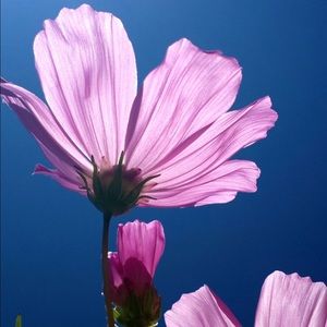 Meet your Posher, Glenda