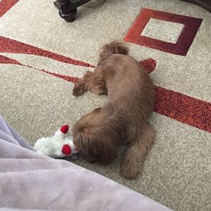 Meet your Posher, Daurice