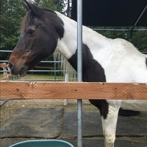 Meet your Posher, Kalli