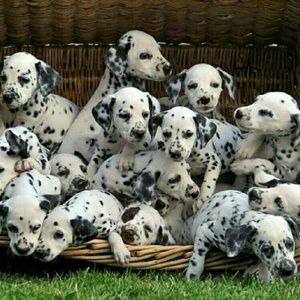 Meet your Posher, Martina