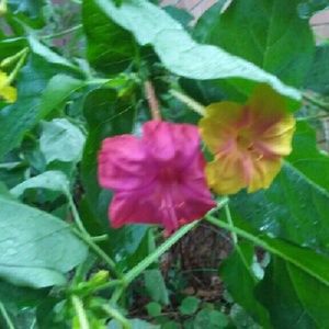 Meet your Posher, Shanah