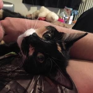 Meet your Posher, Ivy