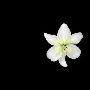 Meet your Posher, Chasity