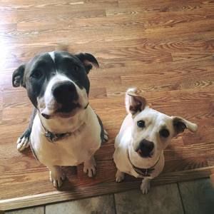 Meet your Posher, Leia padme