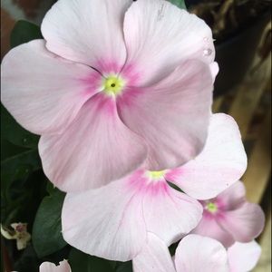 Meet your Posher, Priti