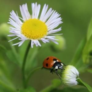 Meet your Posher, Dawn