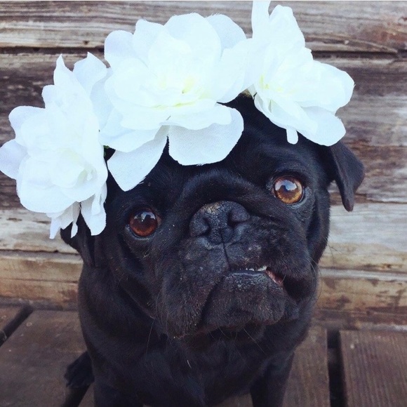 PLEASE READ - Shop FAQ / Rules - Picture 8 of 8