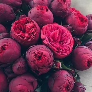 Meet your Posher, Cortney