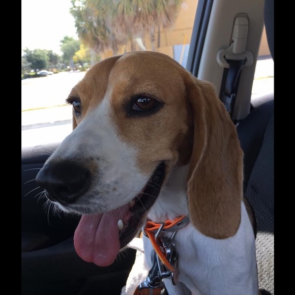 Meet your Posher, Carolina