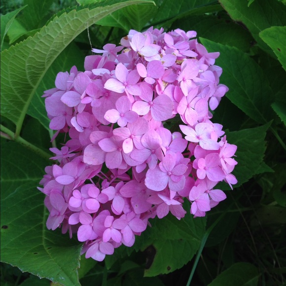 Meet your Posher, Heidy