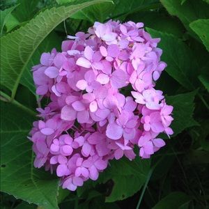 Meet your Posher, Heidy