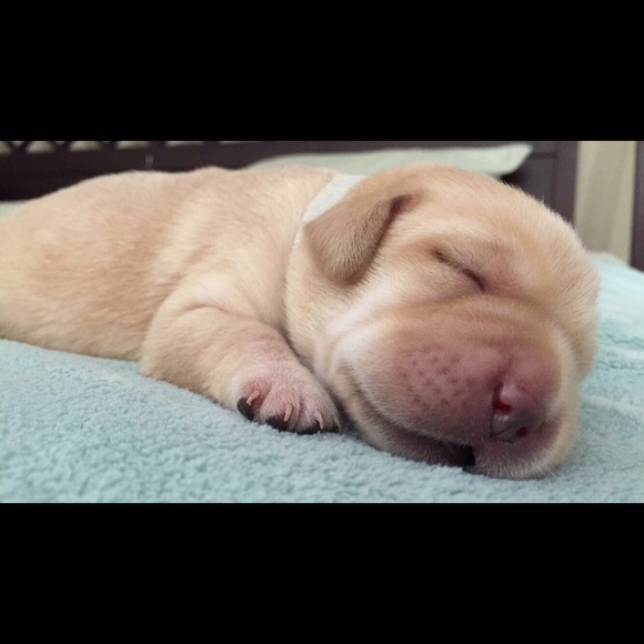 Meet your Posher, Cheyenne - Picture 1 of 1