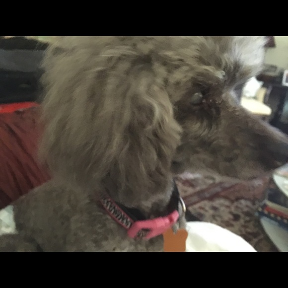 Meet your Posher, Melisande - Picture 1 of 1