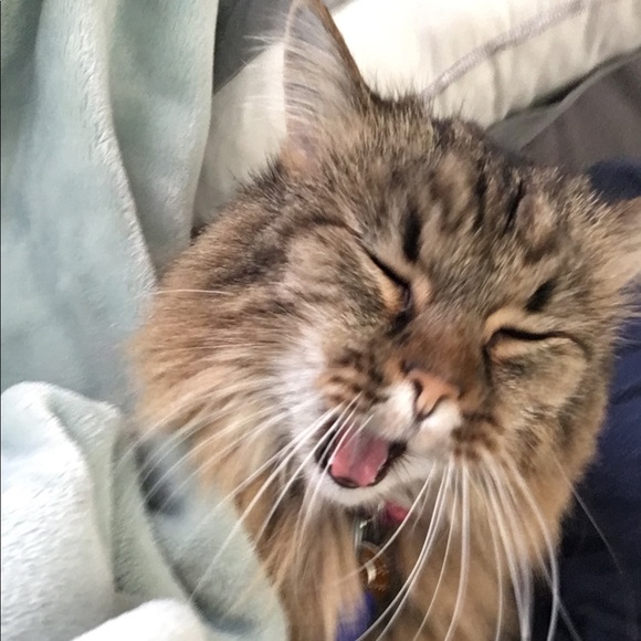 Meet your Posher, Charlotte - Picture 3 of 3