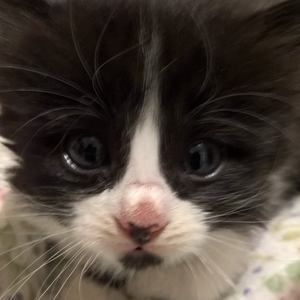 Meet your Posher, Kwan