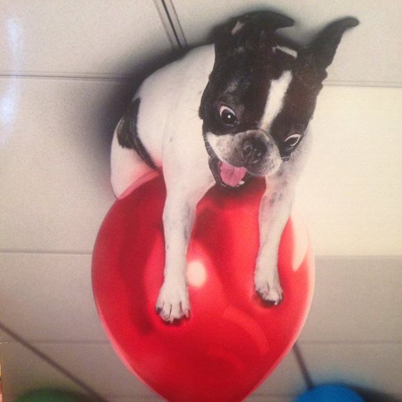 Meet your Posher, Colter - Picture 1 of 1