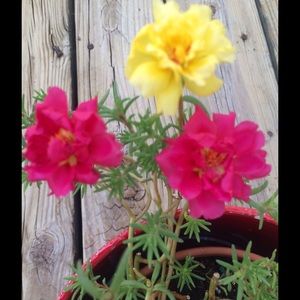 Meet your Posher, Barbara