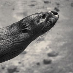 Meet your Posher, Cole