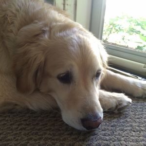 Meet your Posher, Annie