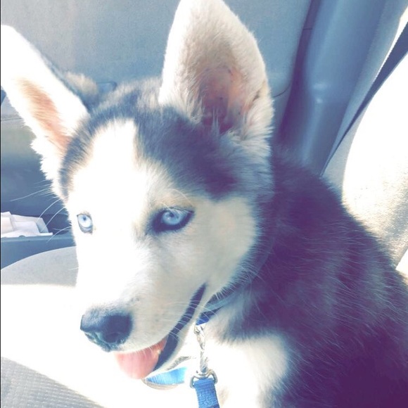 Meet your Posher, Dena - Picture 1 of 1