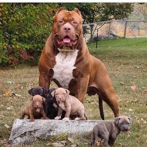 Meet your Posher, Hector