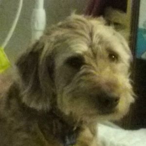 Meet your Posher, Savana