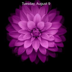 Meet your Posher, Caitlyn