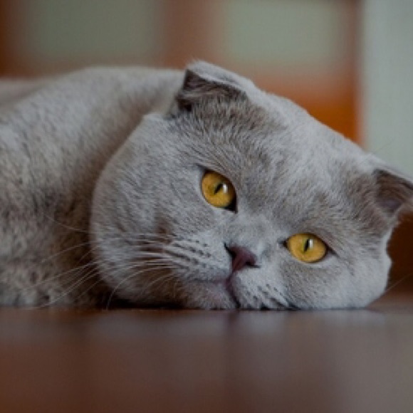 Meet your Posher, Morgan - Picture 1 of 1