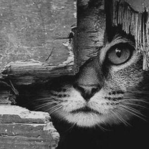 Meet your Posher, Missy