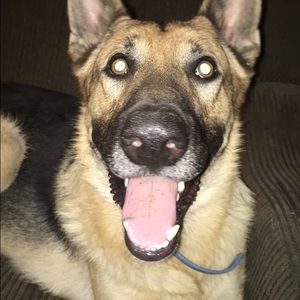 Meet your Posher, Rose