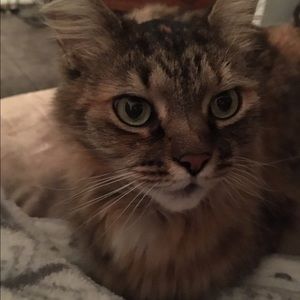 Meet your Posher, Kira